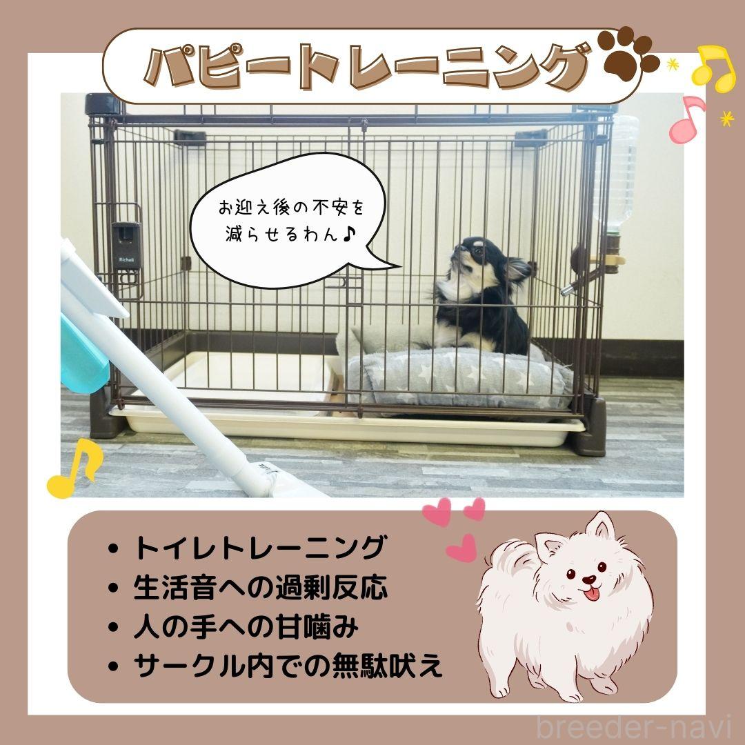 成約済の静岡県のミニチュアダックスフンド(ロングヘアード)-383005の8枚目